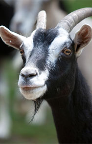 Buttercups Goat Sanctuary